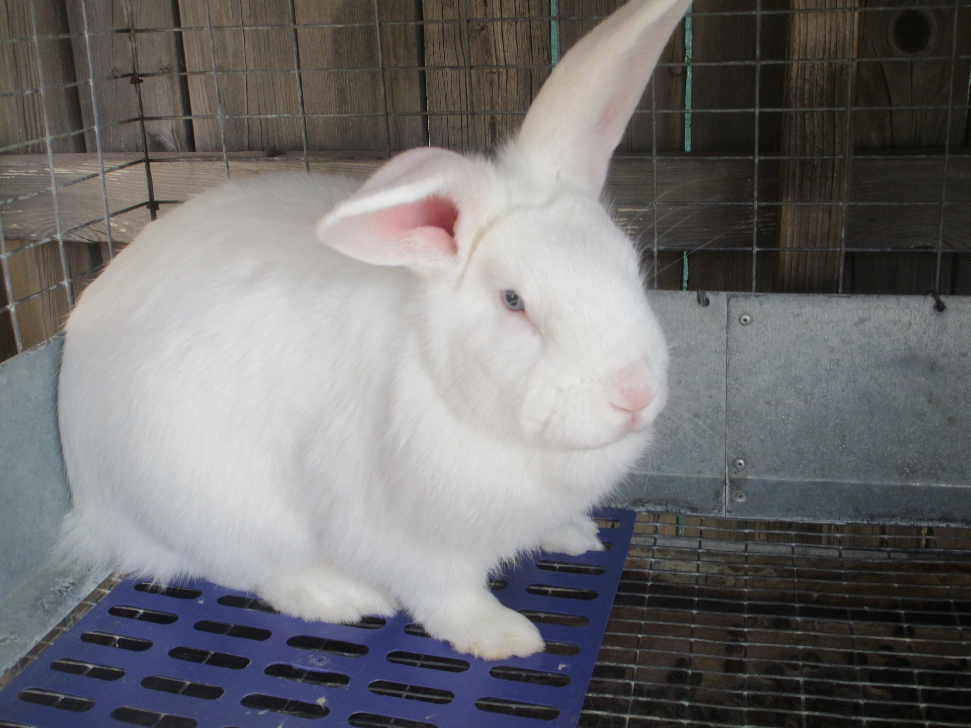 Spirit of the Mountain Rabbits | Saint Johns AZ