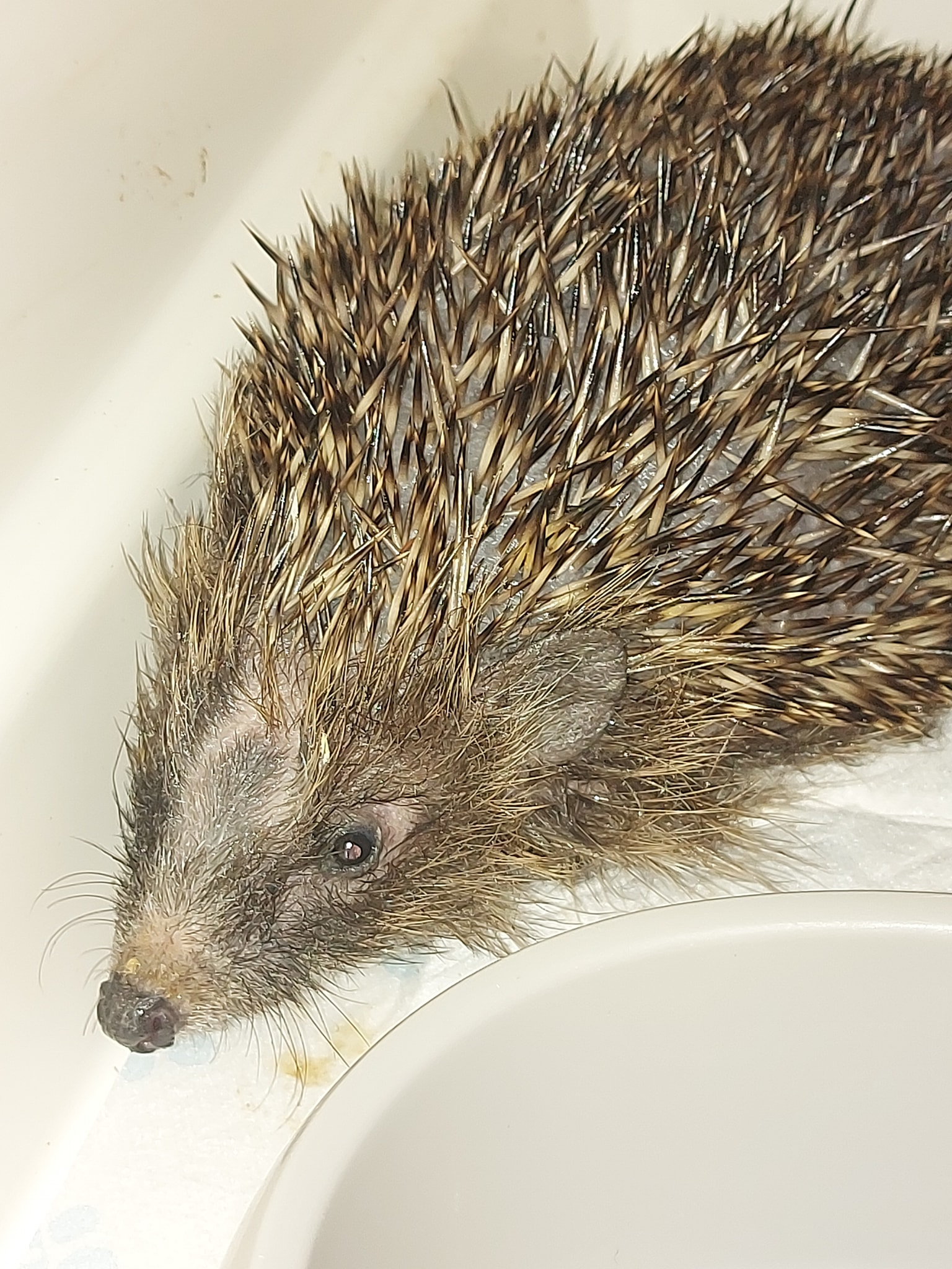Update: just wanted to... - Hedgehugs Rescue & Rehabilitation