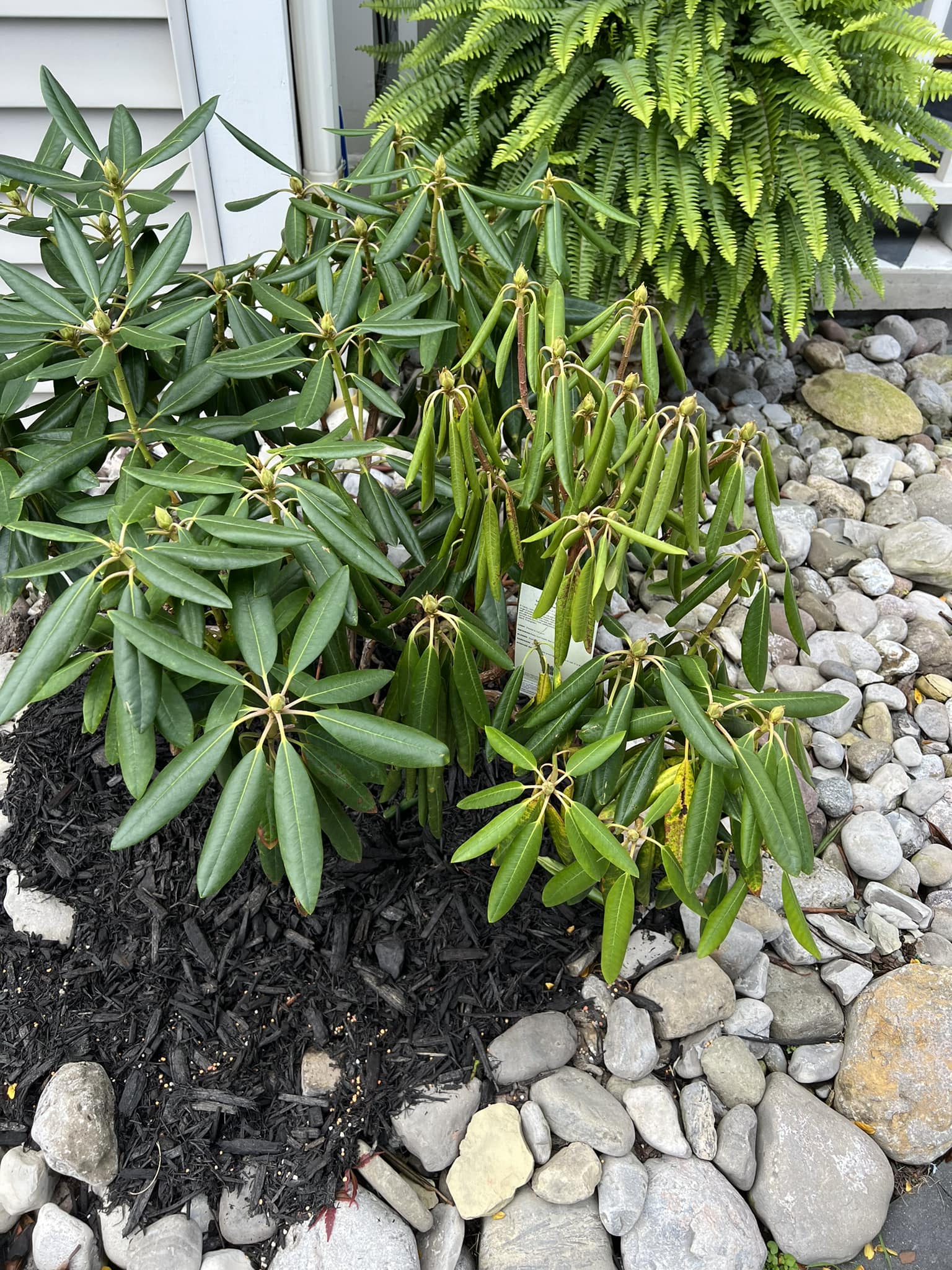 Rhododendron care in Upstate NY with morning sun