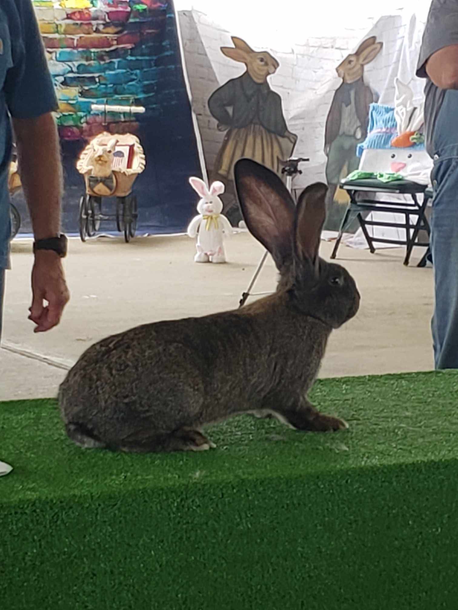 Jet Hill Rabbitry