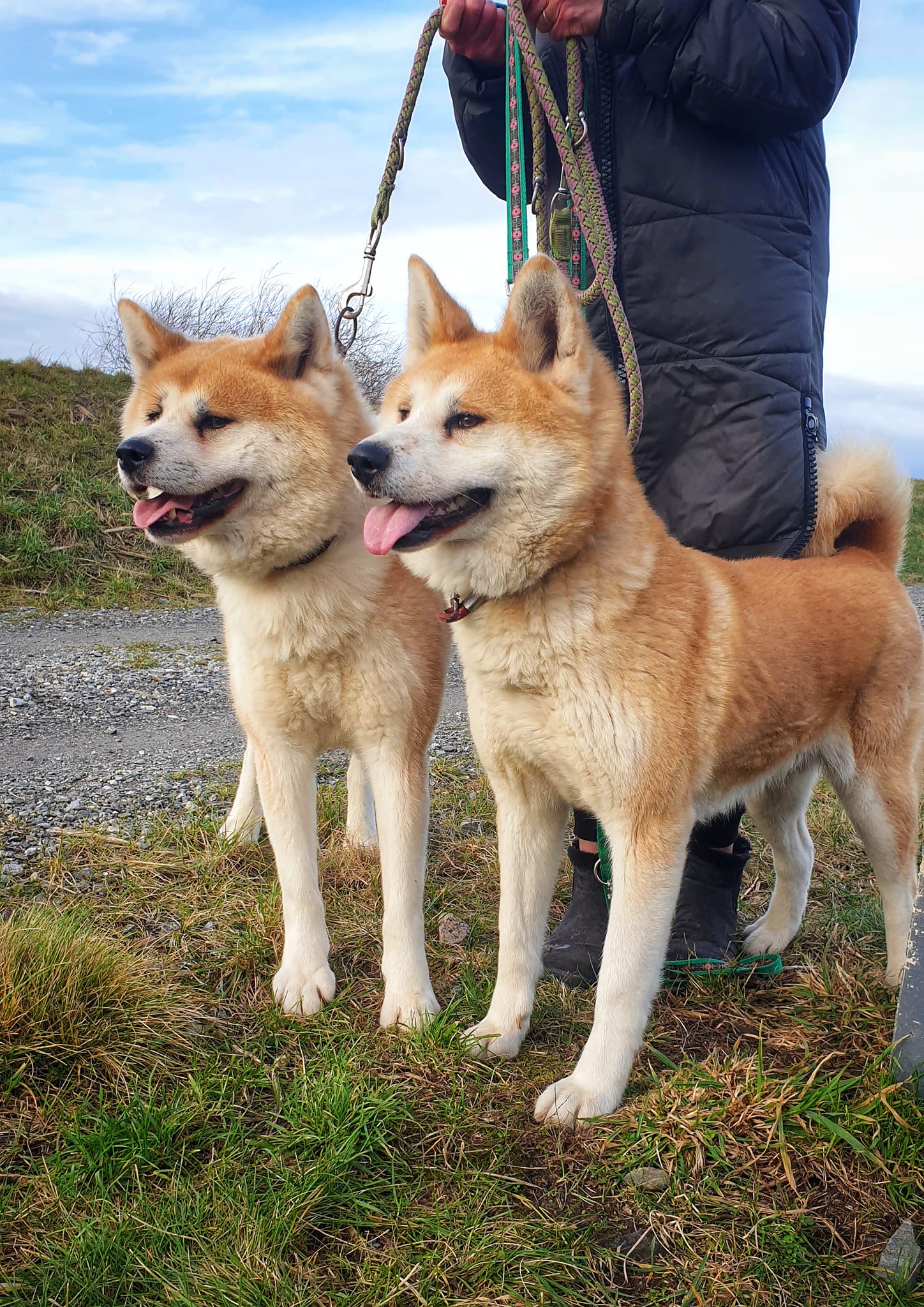 Yuki&Michi - Akita Inu