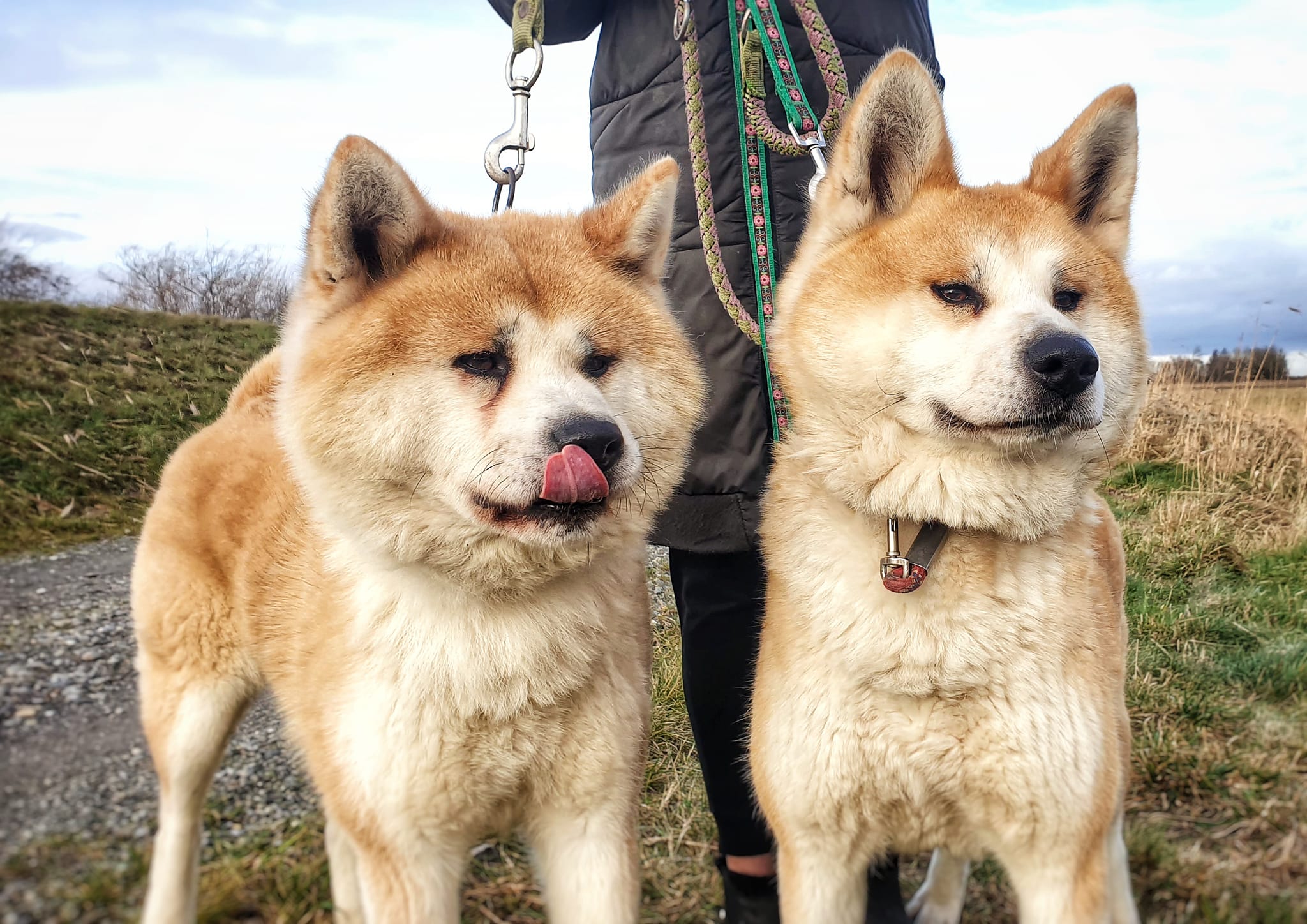 Yuki&Michi - Akita Inu