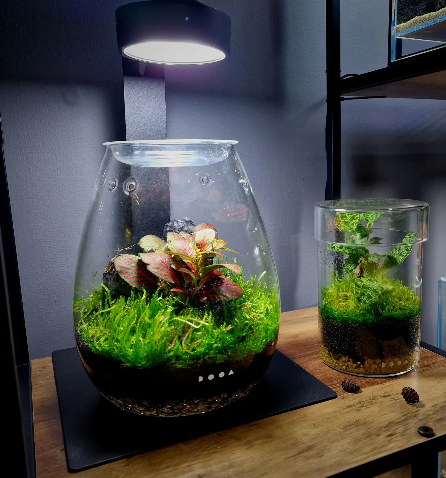 Der neue DOOA Glass Pot SHIZUKU!