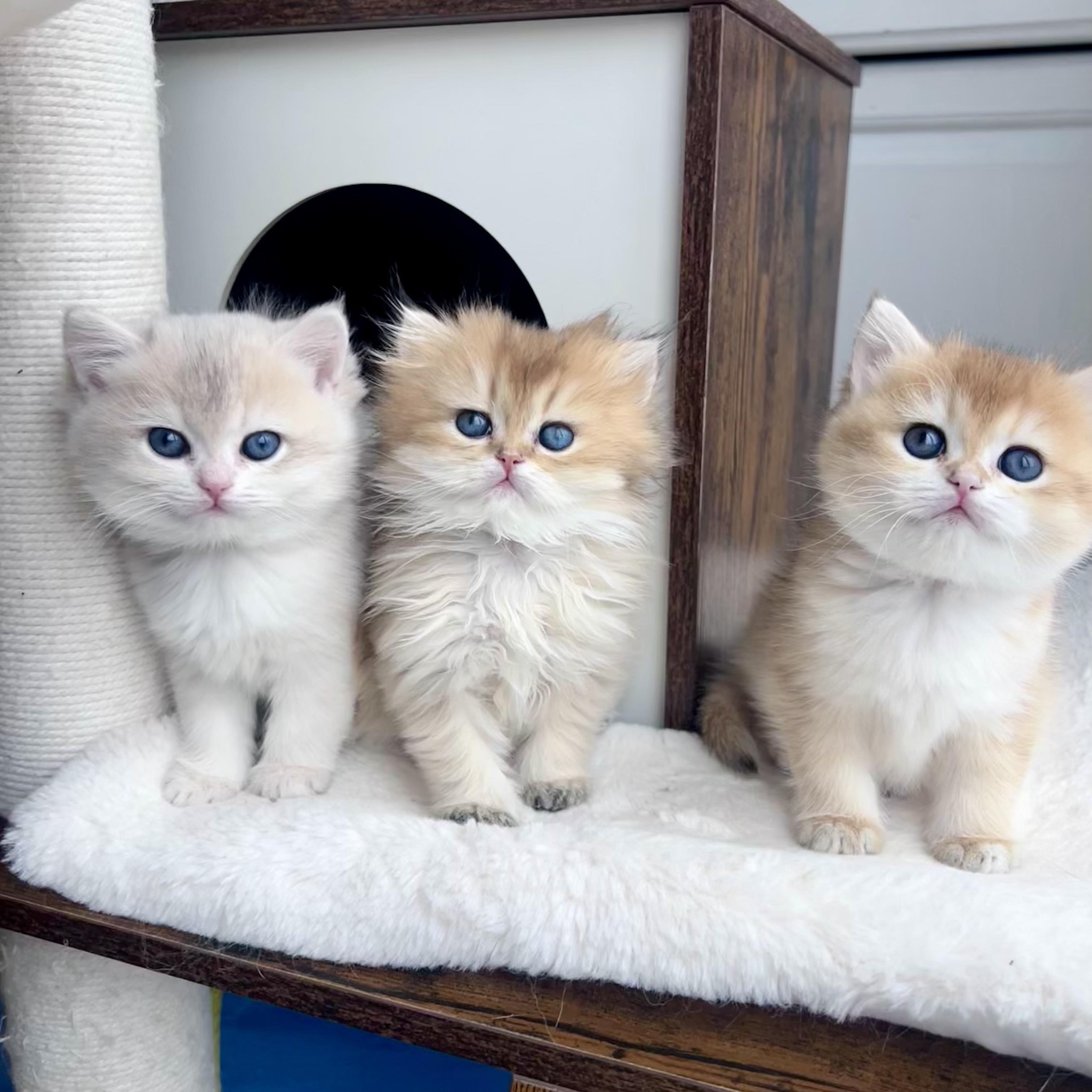 #goldenkitten #catsoftiktok #houzeadell #scottishstraight | Зинаида Иванюта
