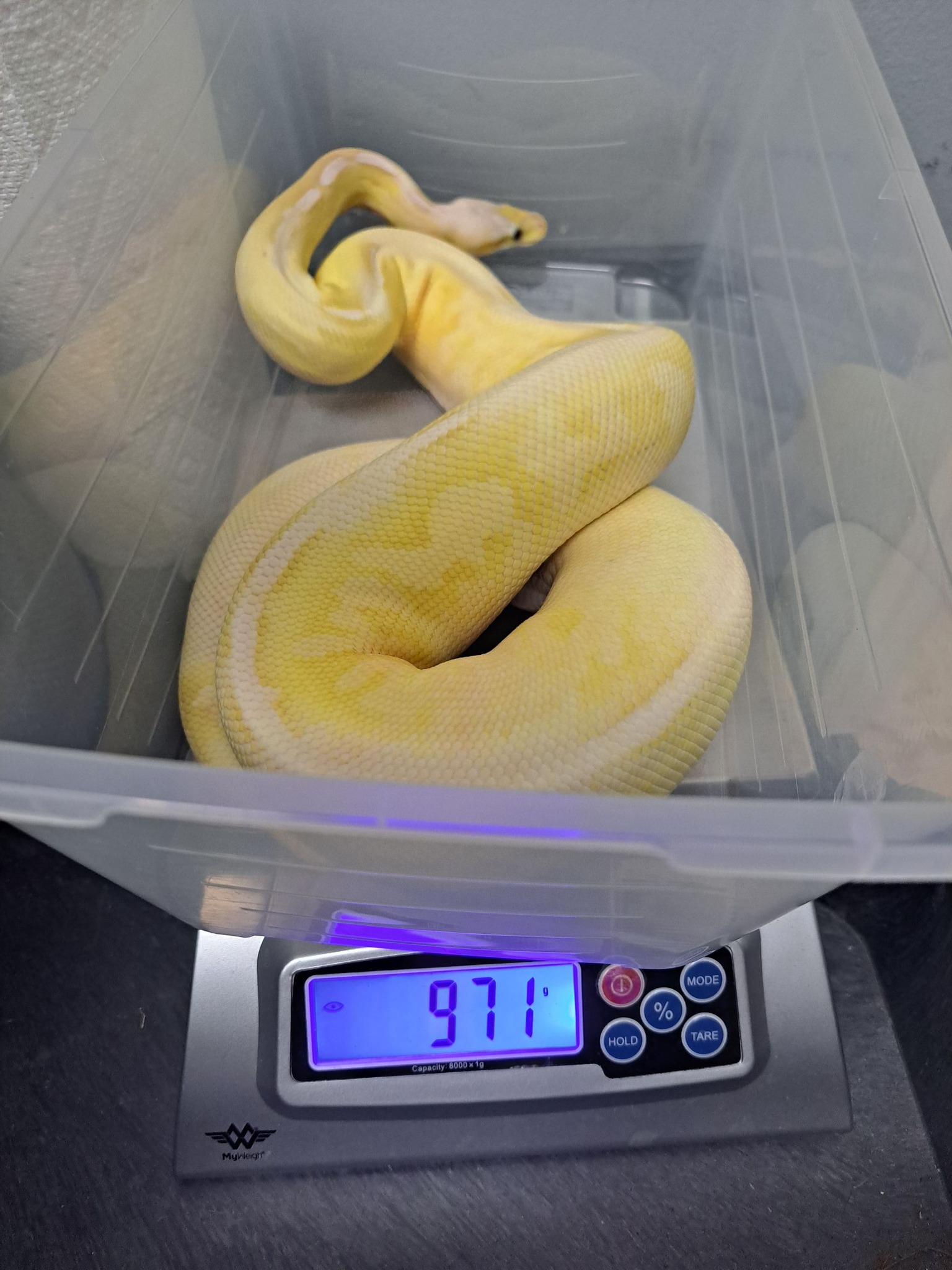 Madd Ball Pythons