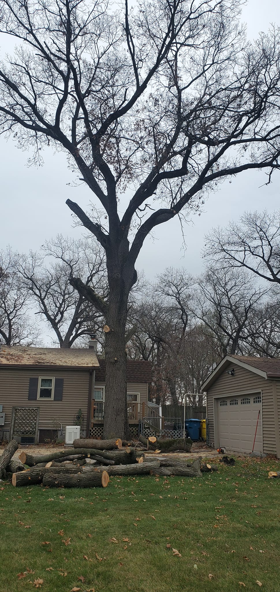 Joe's Discount Tree & Stump Service | Crown Point IN