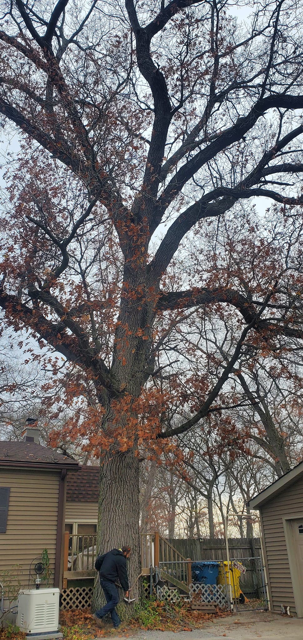 Joe's Discount Tree & Stump Service | Crown Point IN