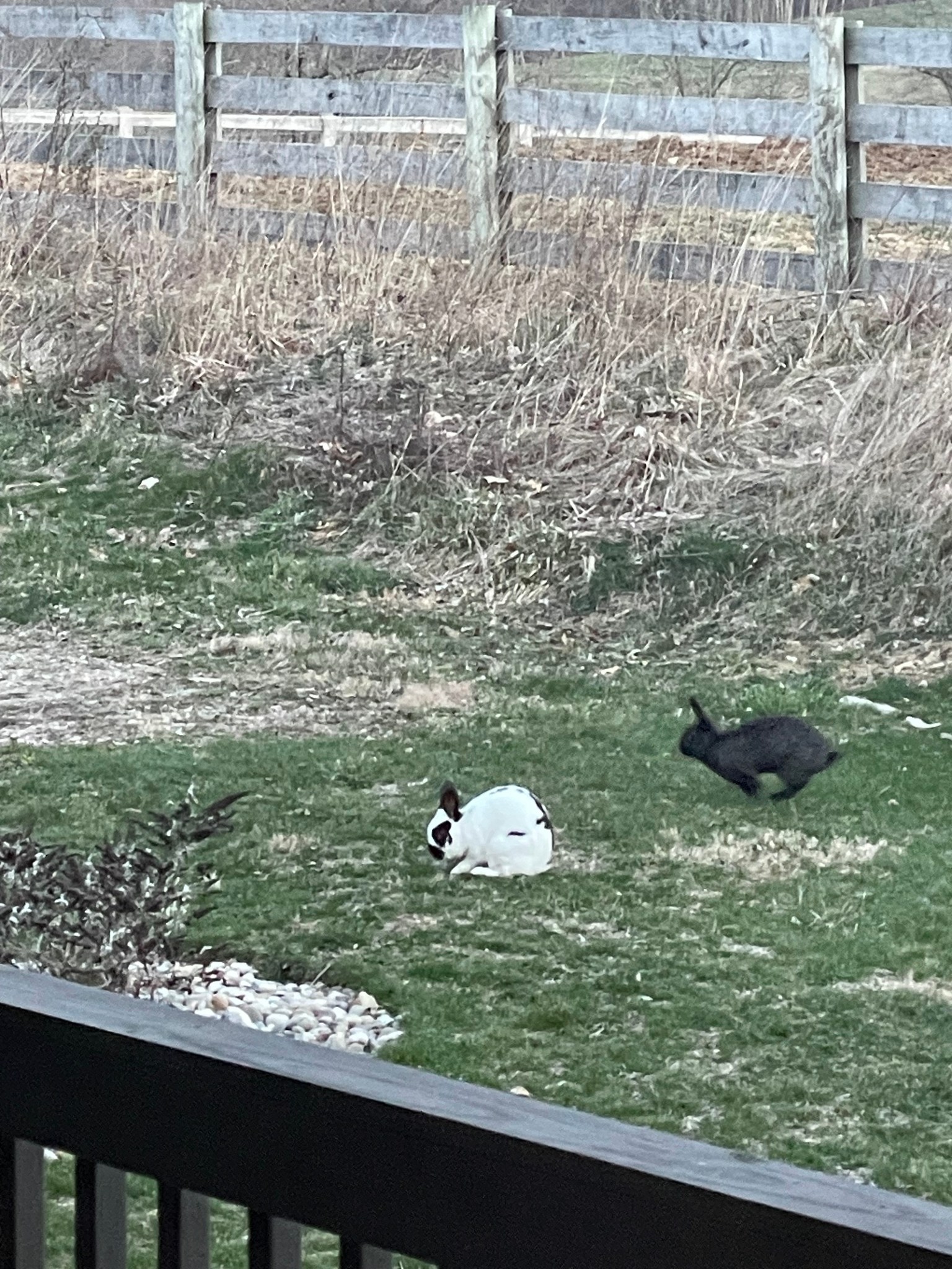 Snickerdoodles' Rabbit Rescue & Pet Loss Support