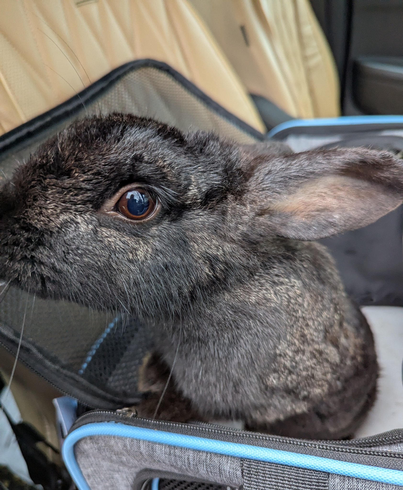 Snickerdoodles' Rabbit Rescue & Pet Loss Support