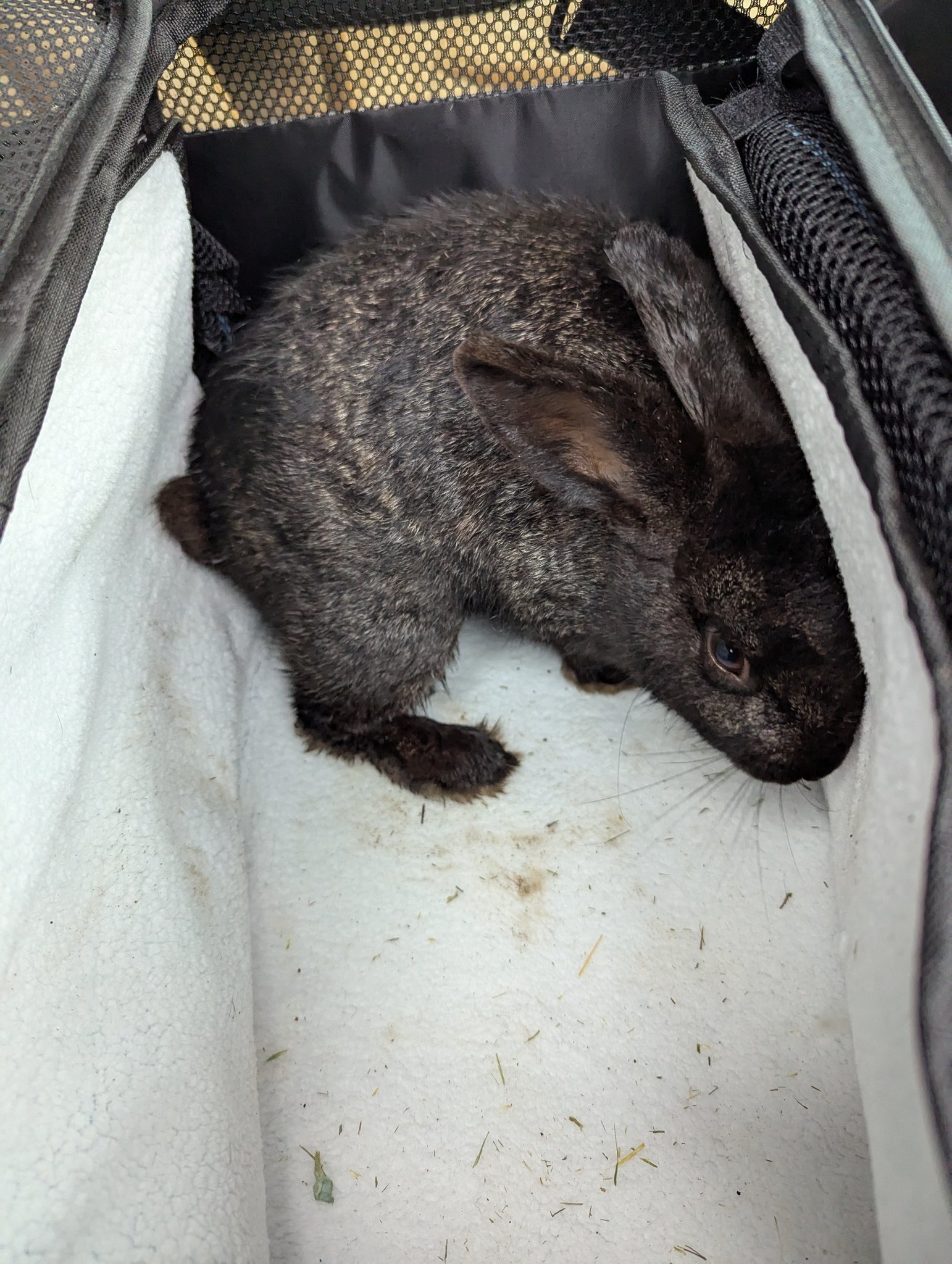 Snickerdoodles' Rabbit Rescue & Pet Loss Support