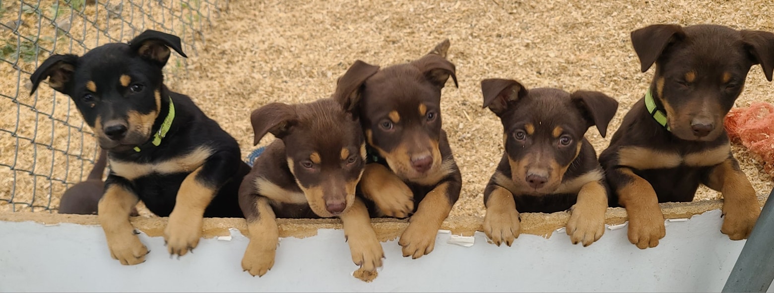 Wilhelm Ranch Dogs