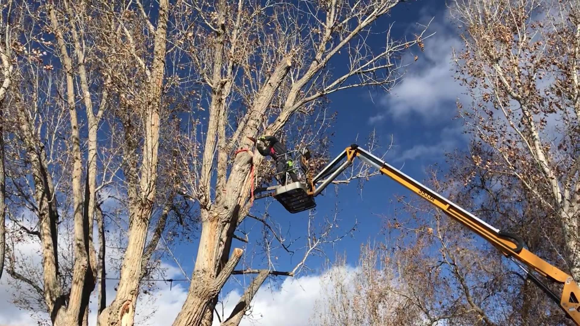 Eric’s Tree Service | Montrose CO