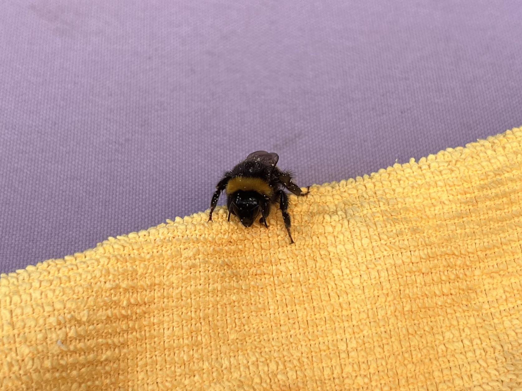 Les insectes, toute une découverte! | Bonjour, J’ai trouvé un bourdon ...