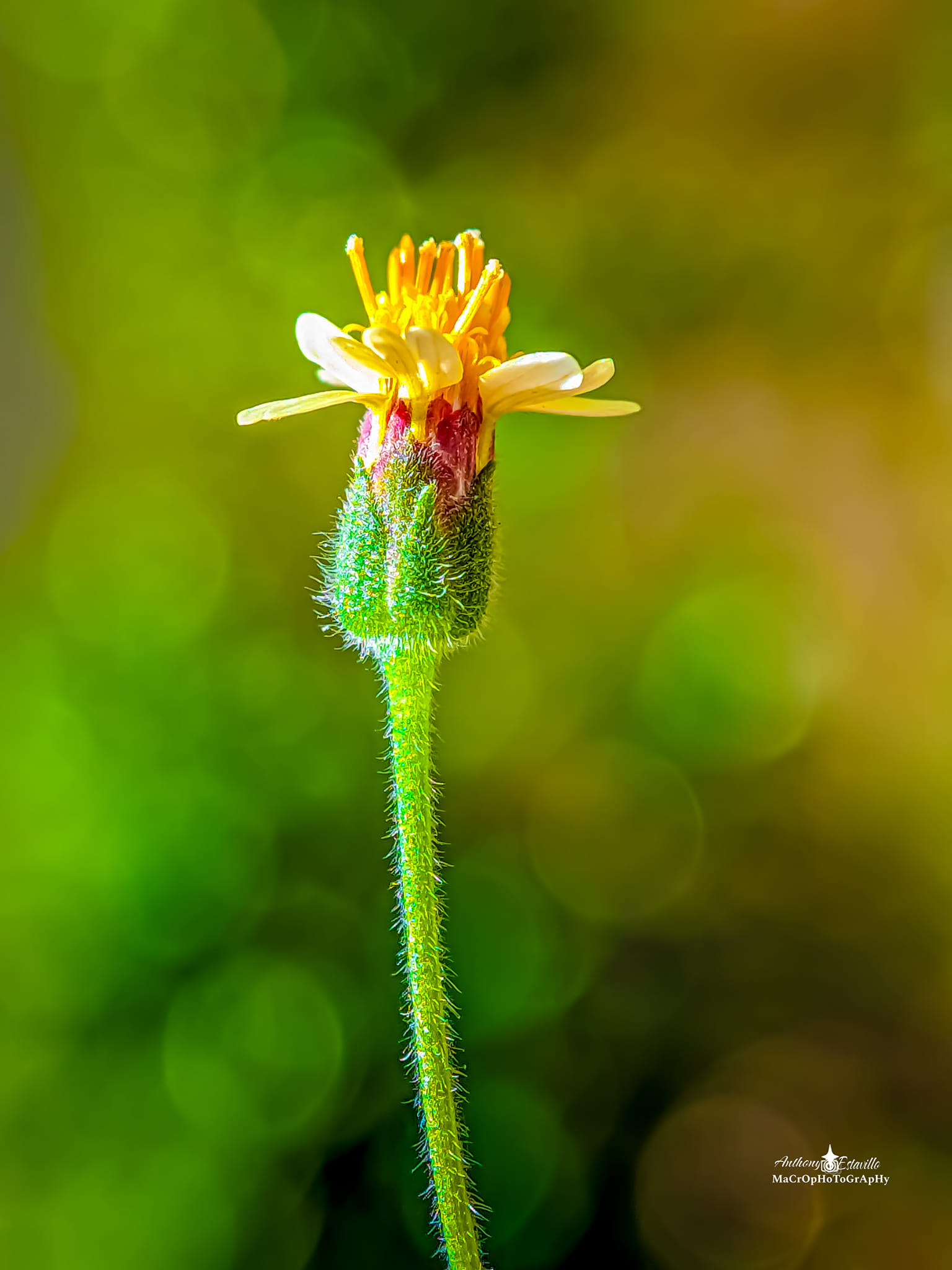 Tridax daisy close-up