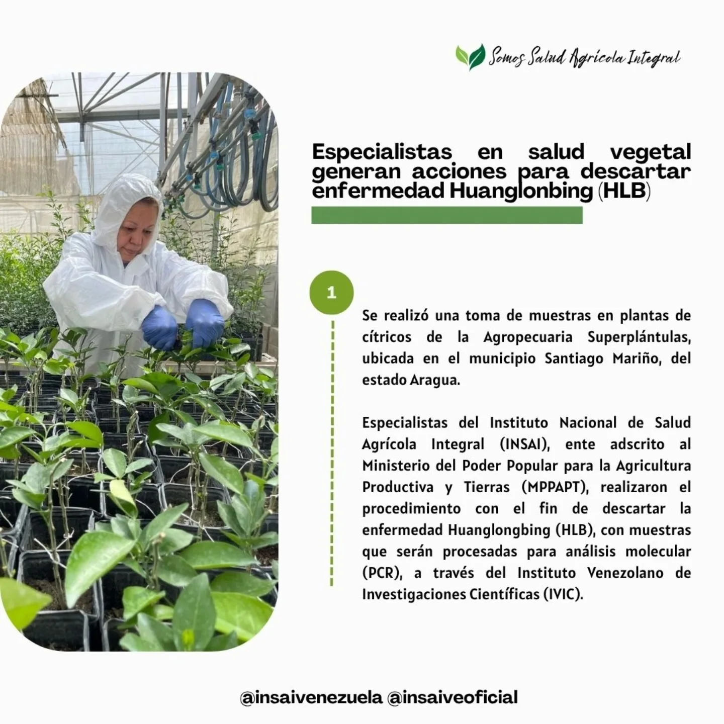 Instituto Nacional de Salud Agricola Integral. INSAI | Maracay
