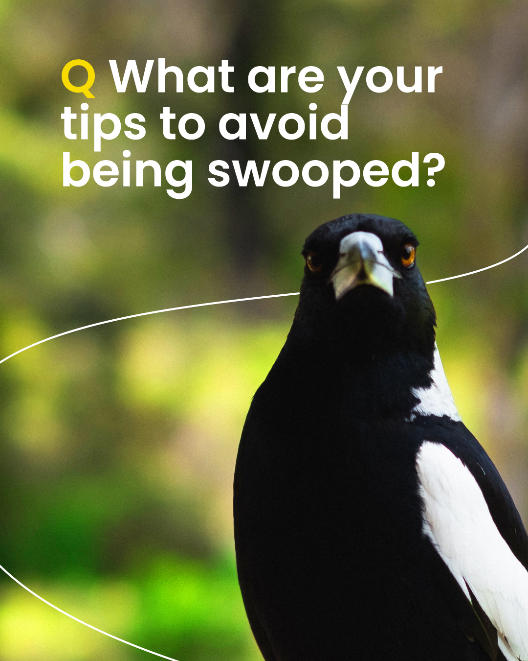 RACV - It's Magpie swooping season! You couldn't avoid the Collingwood ...