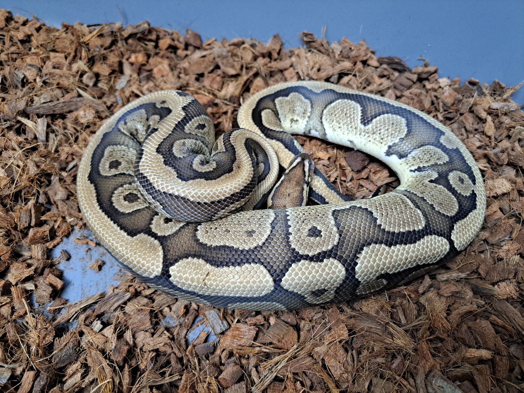 Madd Ball Pythons