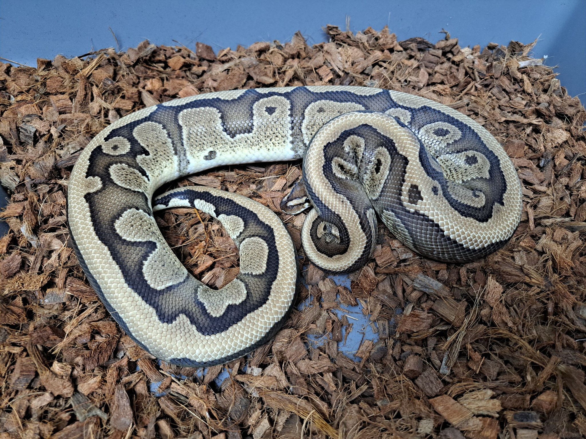 Madd Ball Pythons