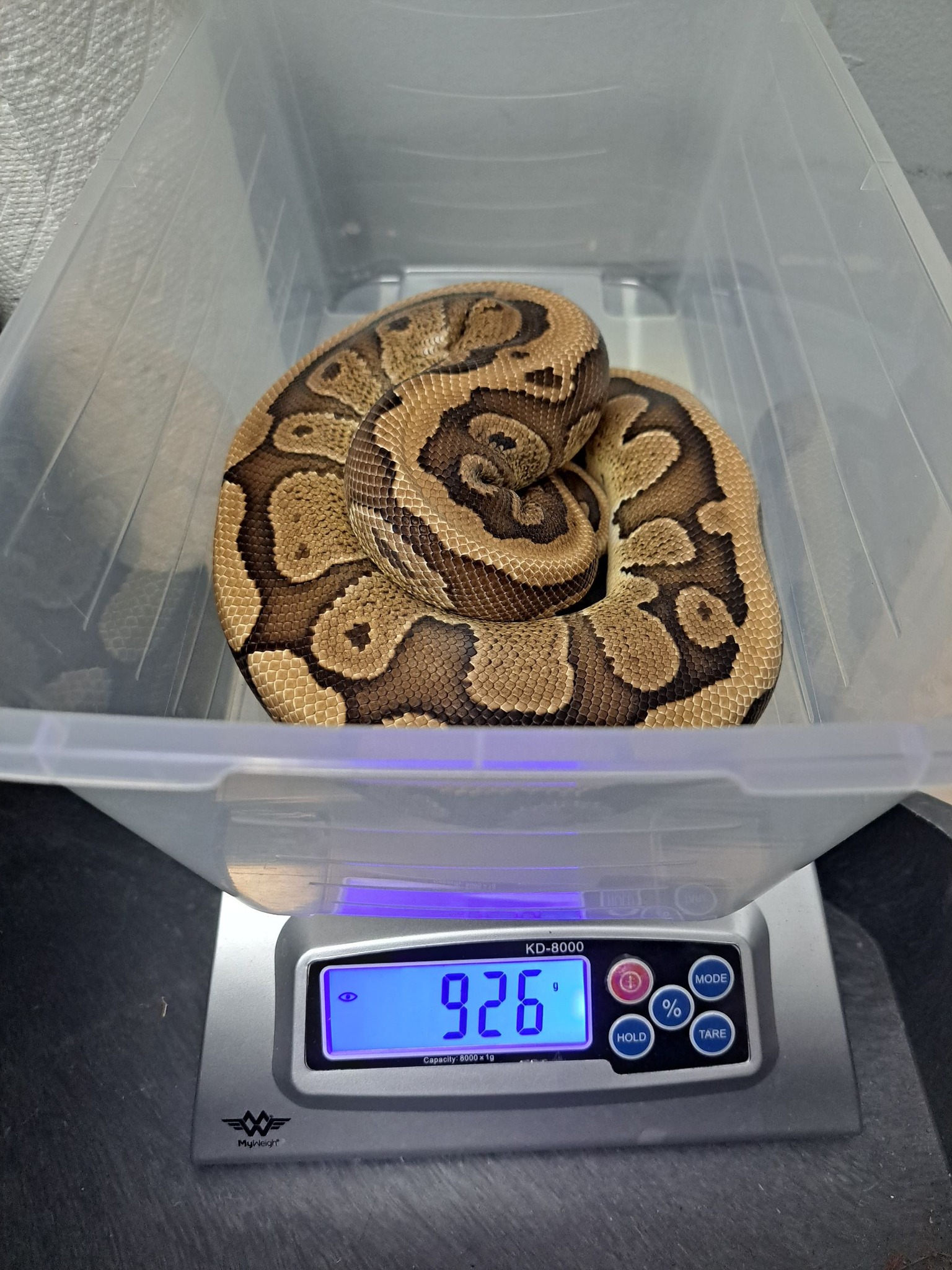 Madd Ball Pythons