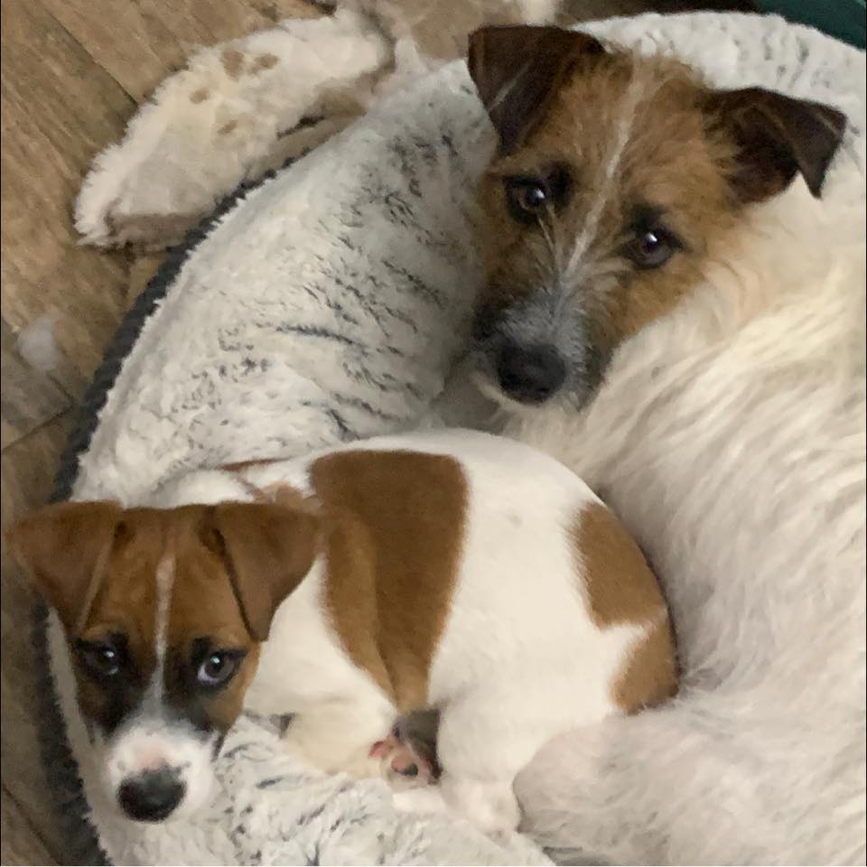 Claddagh Pastures Great Danes & Puddin’ Jack Russells | Lampasas TX
