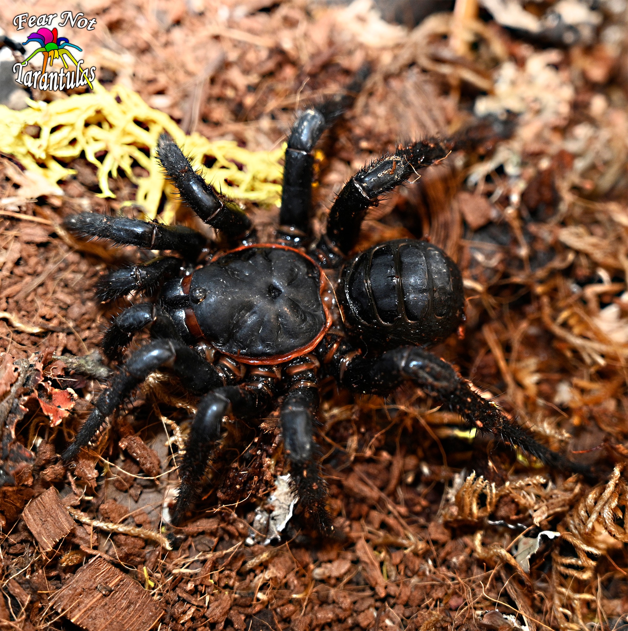 Liphistius jarujien black armored trapdoor spider for sale