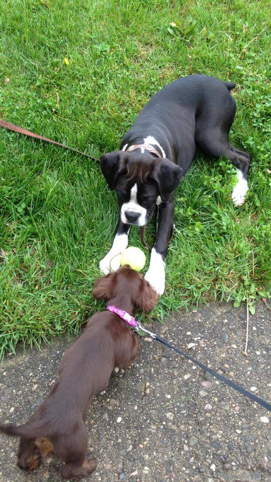Grandview Ridge Boxers | Winfield WV