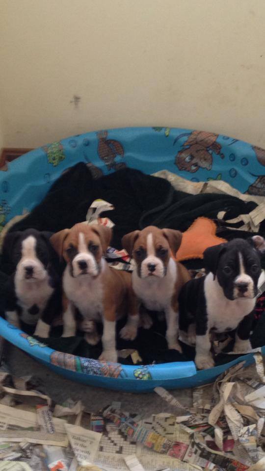 Grandview Ridge Boxers | Winfield WV