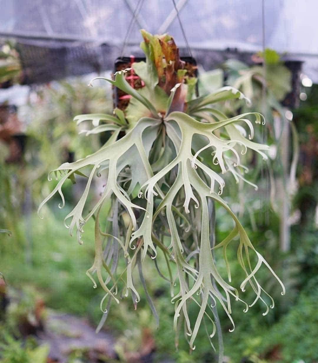 喜歡特殊小型種的朋友不要錯過！ 🎉 HBD 系列Blue Queen × Harvest