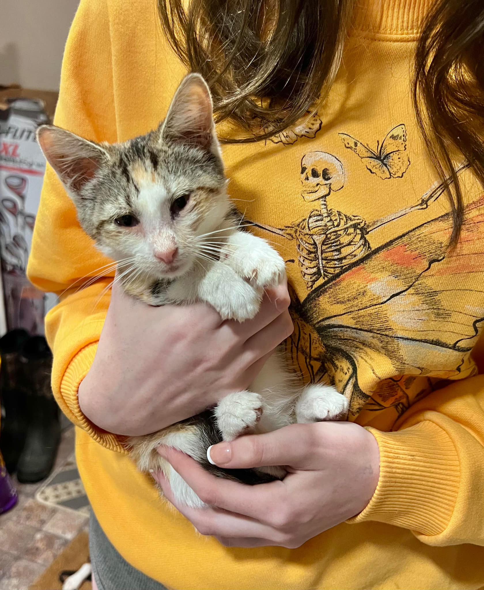 マックス FOUND KITTEN North Ozark, MO Pamela King Kitten found in parking
