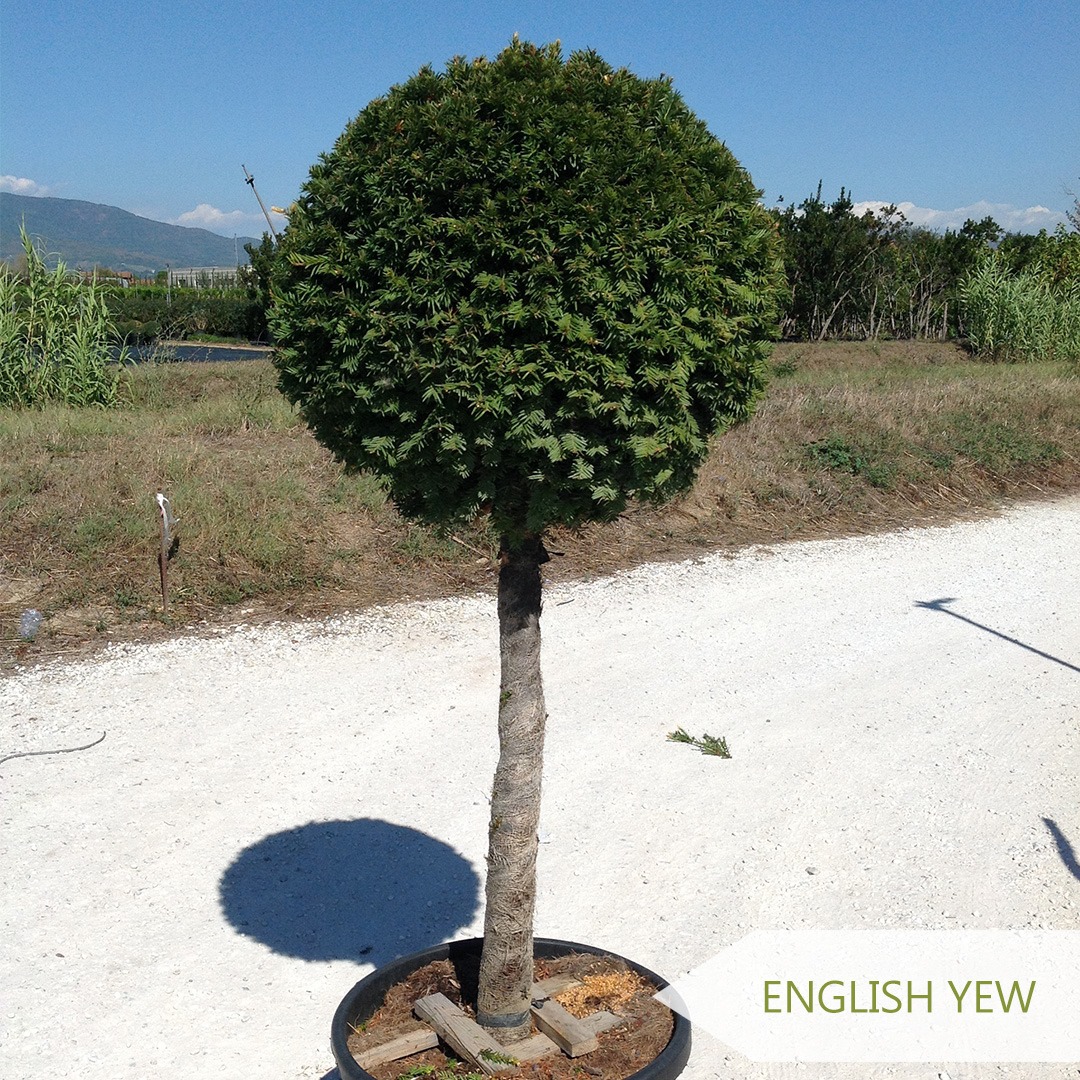 🌳 The best Half Standard trees for... - Garden Plants Online
