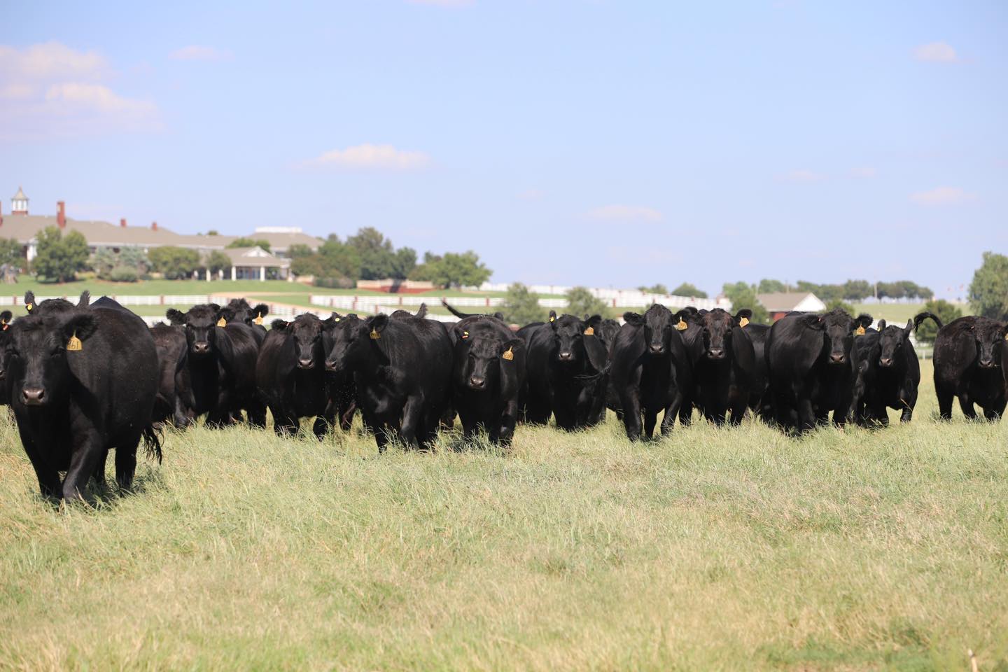 Express Ranches - Also offering 80 Commercial Bred... | Facebook