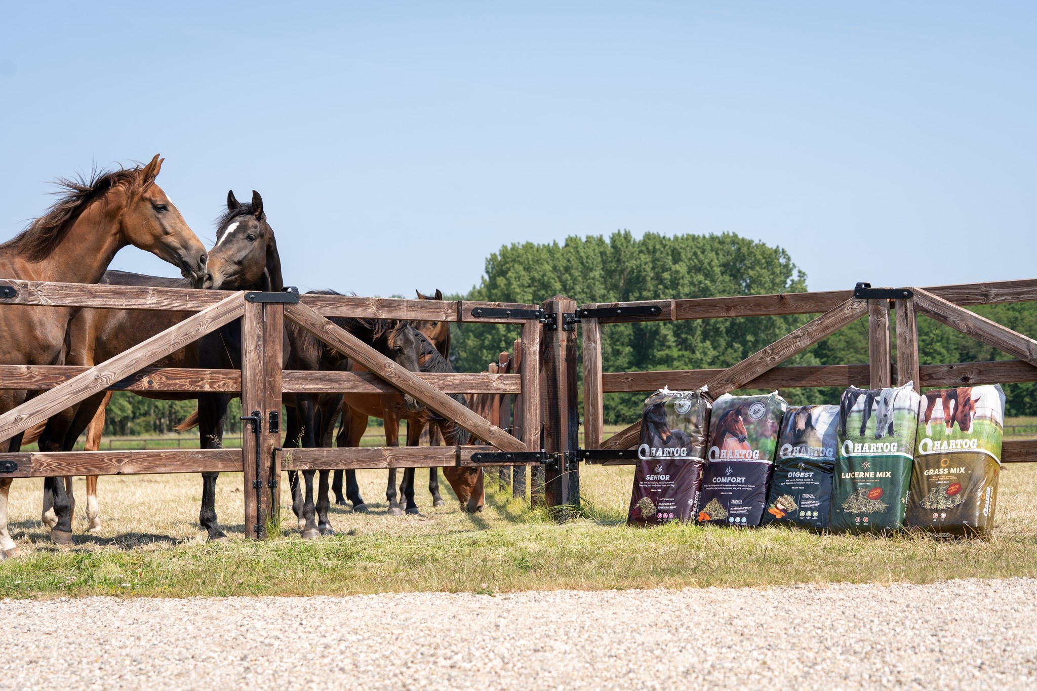 Hartog Nutrition Equine | Lambertschaag
