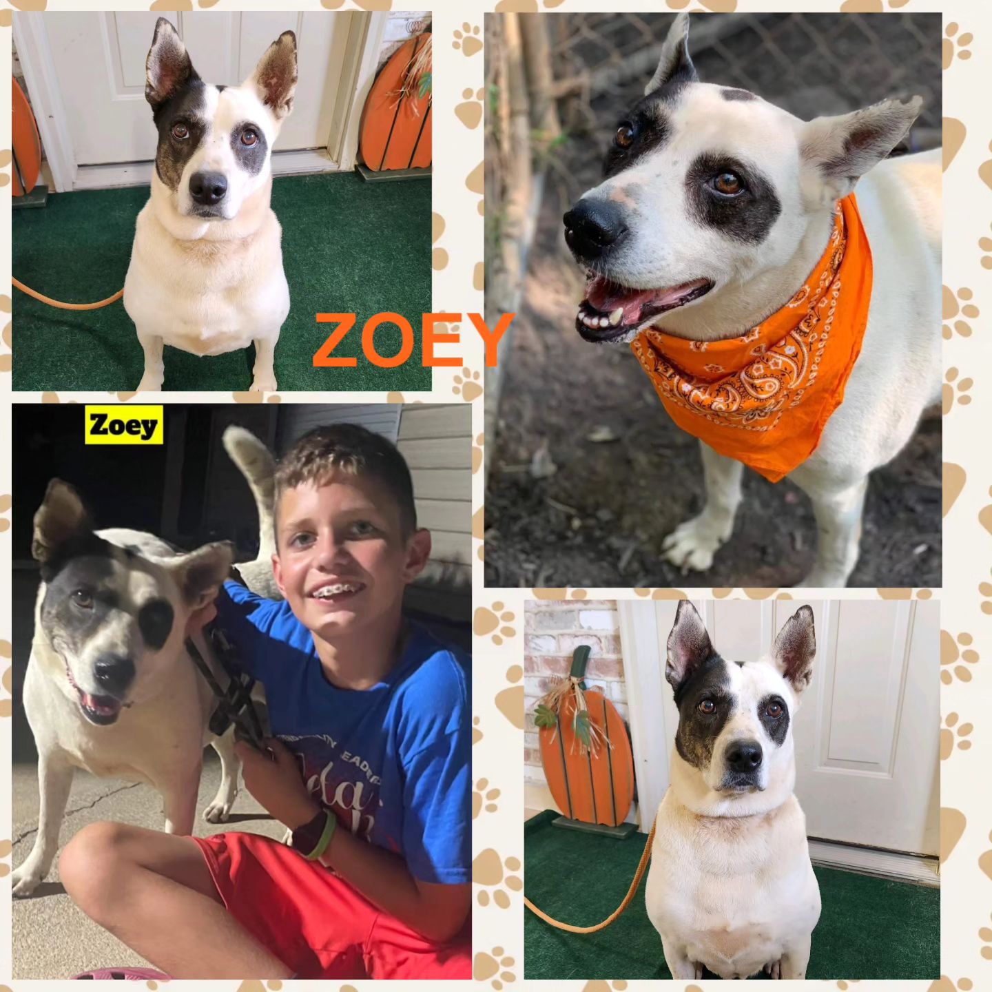 Come out and meet ZOEY... - McMinn Regional Humane Society