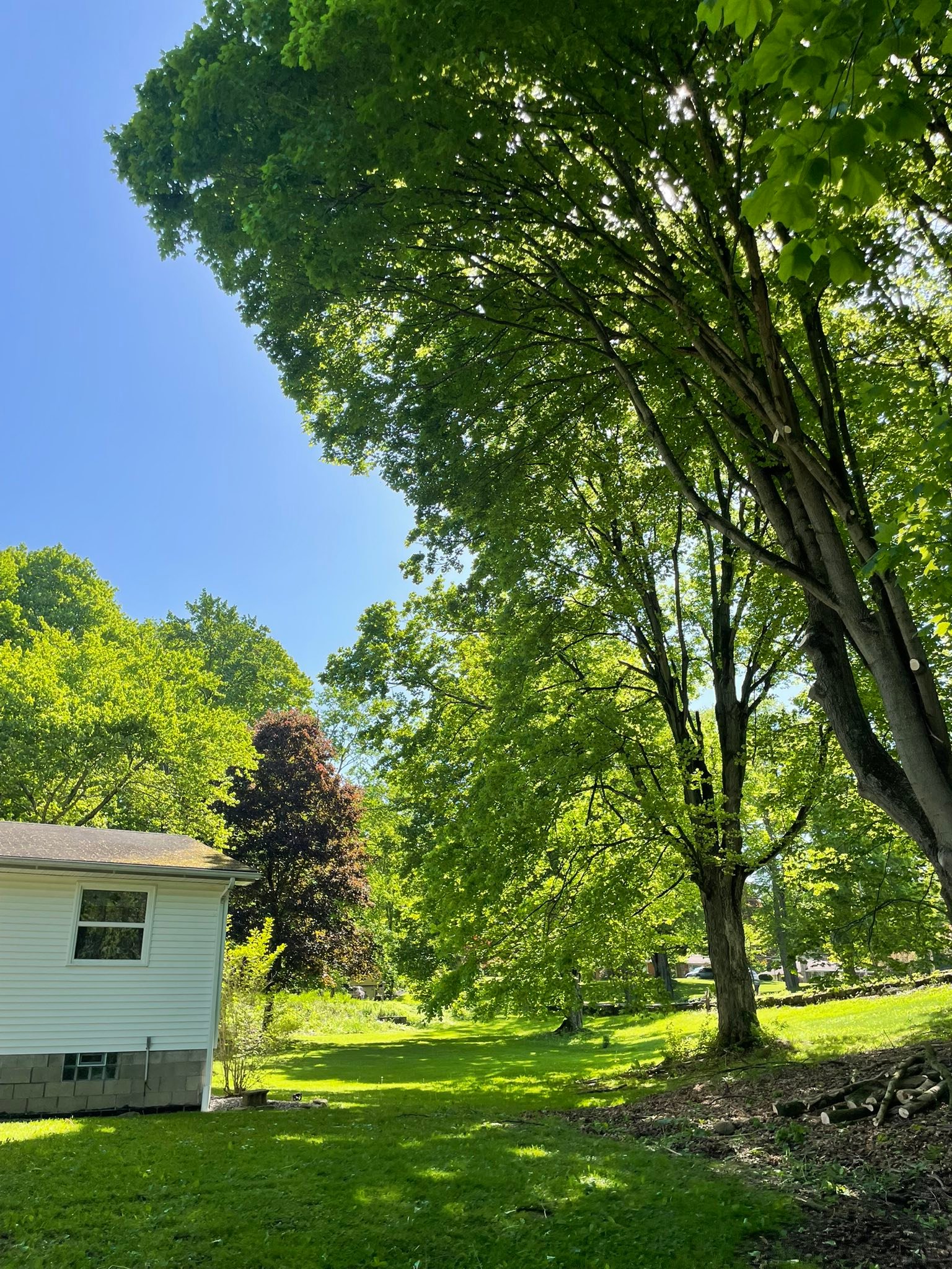 Mild Tree Care