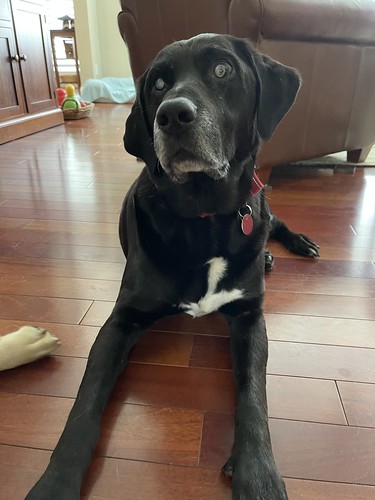 Lab Rescue LRCP - IT'S LABULOUS NEWS FOR OCTOBER 2023!!!...