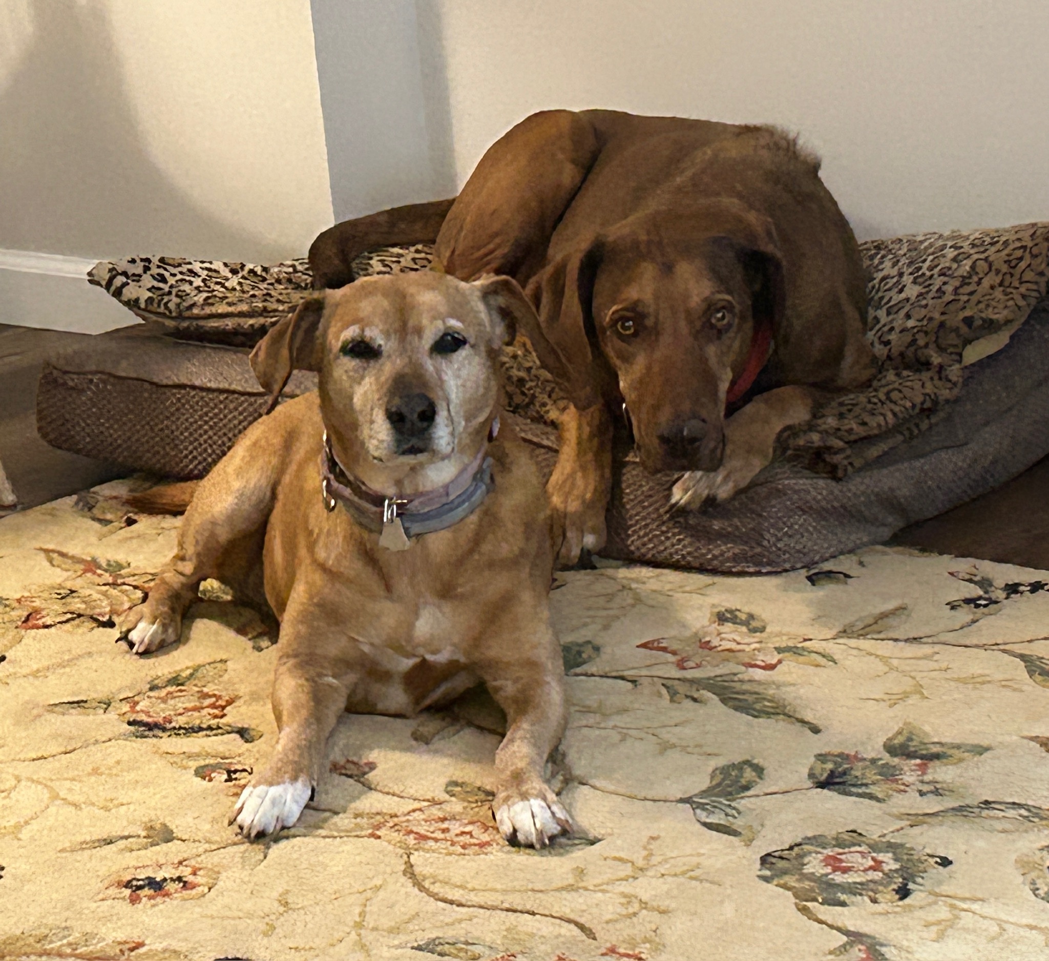 Mars and Roxy, Rhodesian Ridgeback Rescues