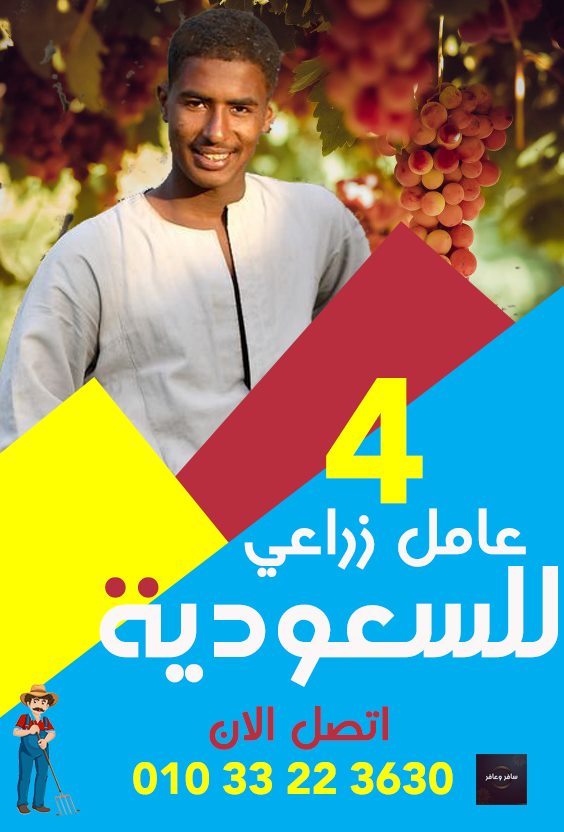 الأرشيف مطلوب عمال مزارع حصاد أبو المطامير Olx Egypt