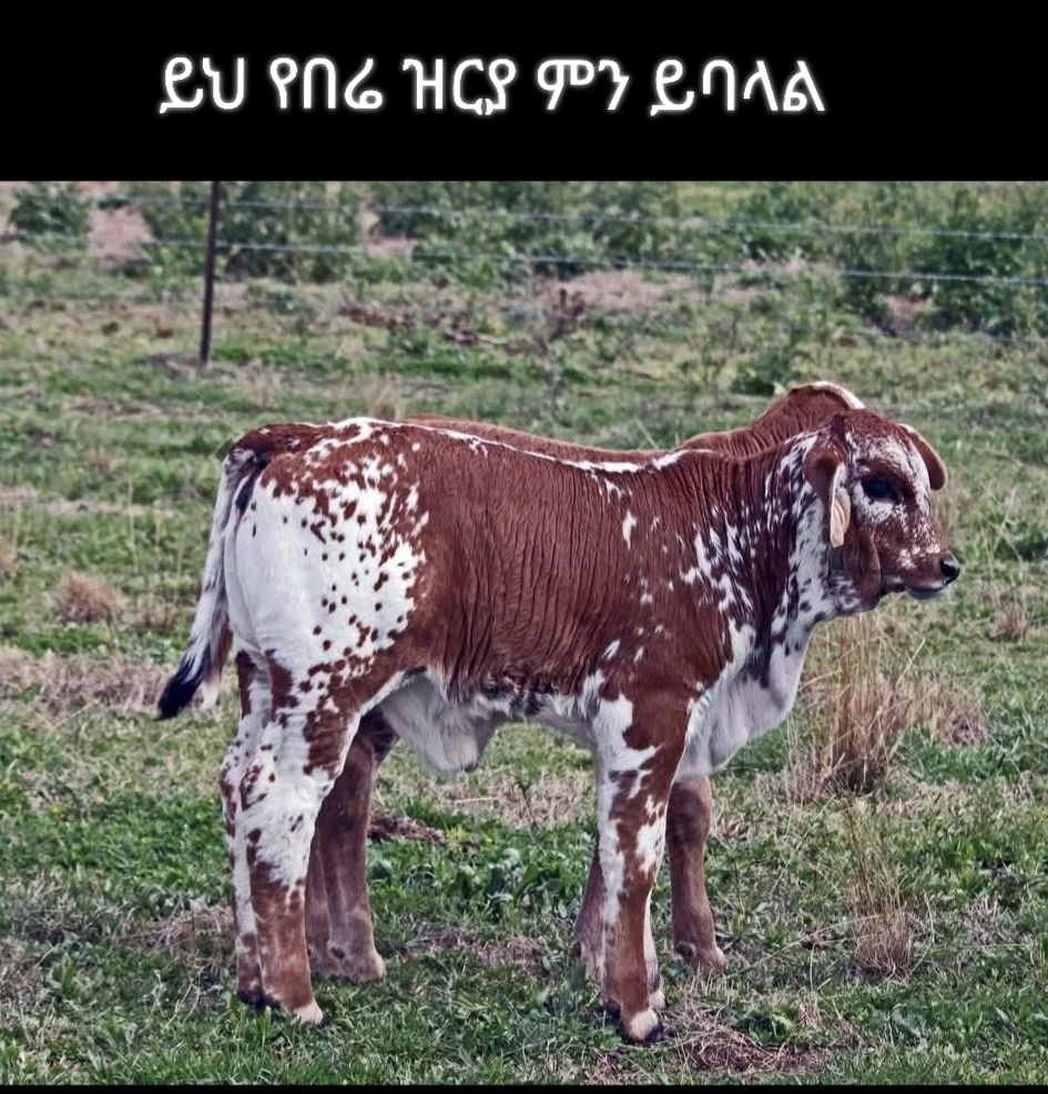 Ethiopian - Best picture | Facebook