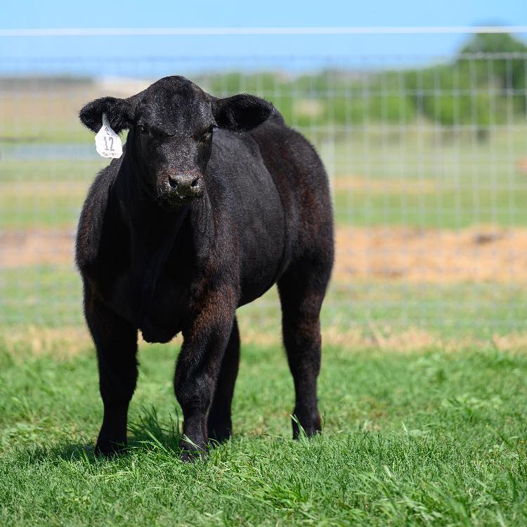 Lucherk - ⚫️ RAFTER L EXCLUSIVE 150M ⚫️ 🧬Semen $60/unit at Bovine Elite ...