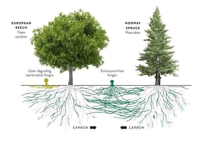 New - This diagram compares the root systems and carbon cycling of two ...