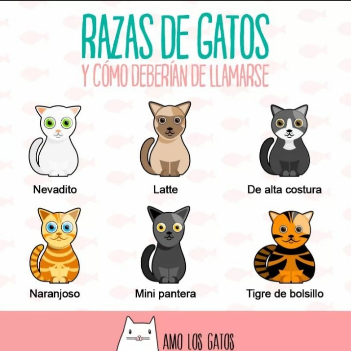Mi Mascota Gt. - Comentamos ¿Qué raza es tu michi? ¿Y como...