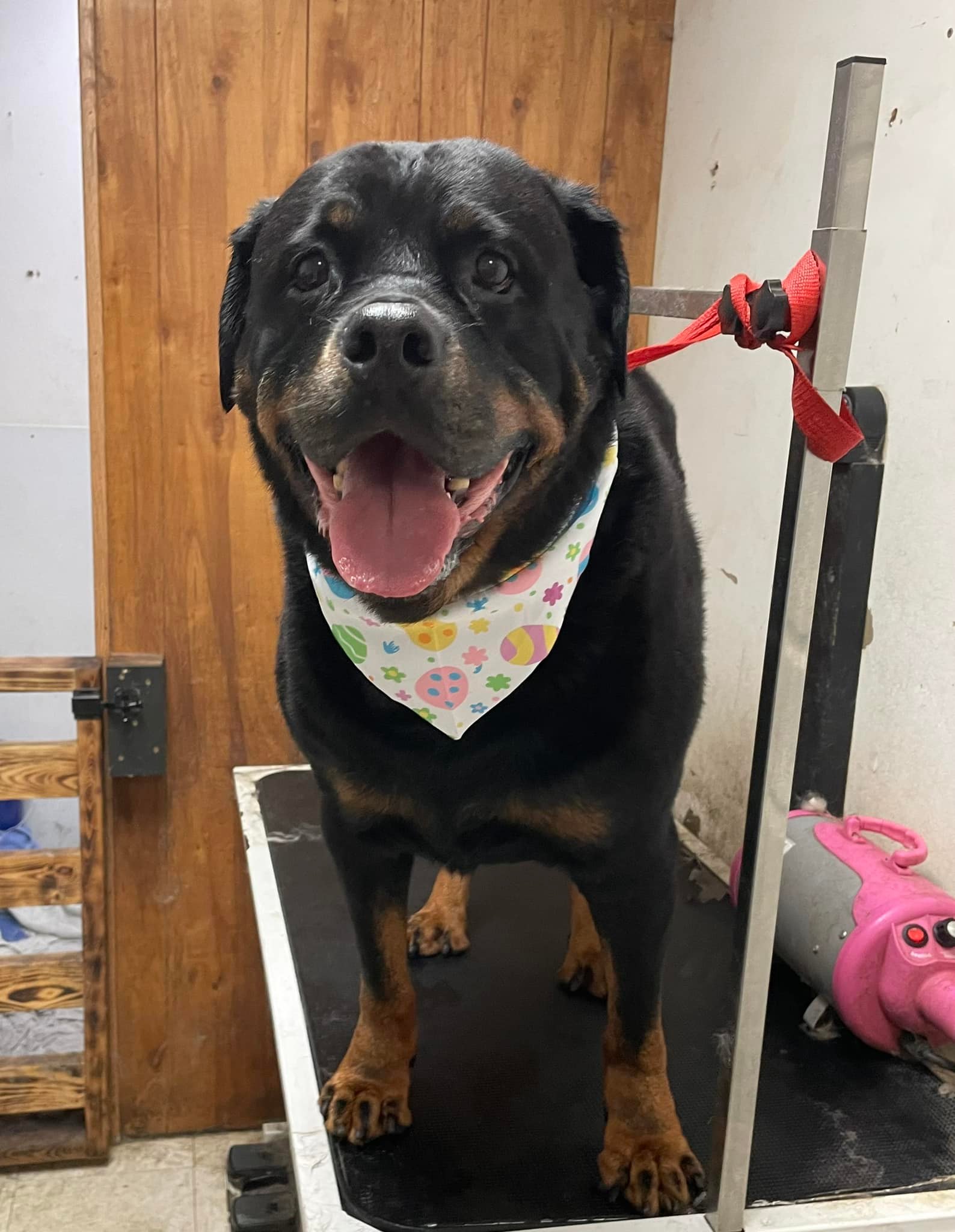 Dragon Smart Pet Store - McMinnville TN | McMinnville TN