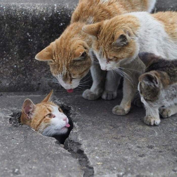 Fight ヤパニ！ – Cat Yapani!