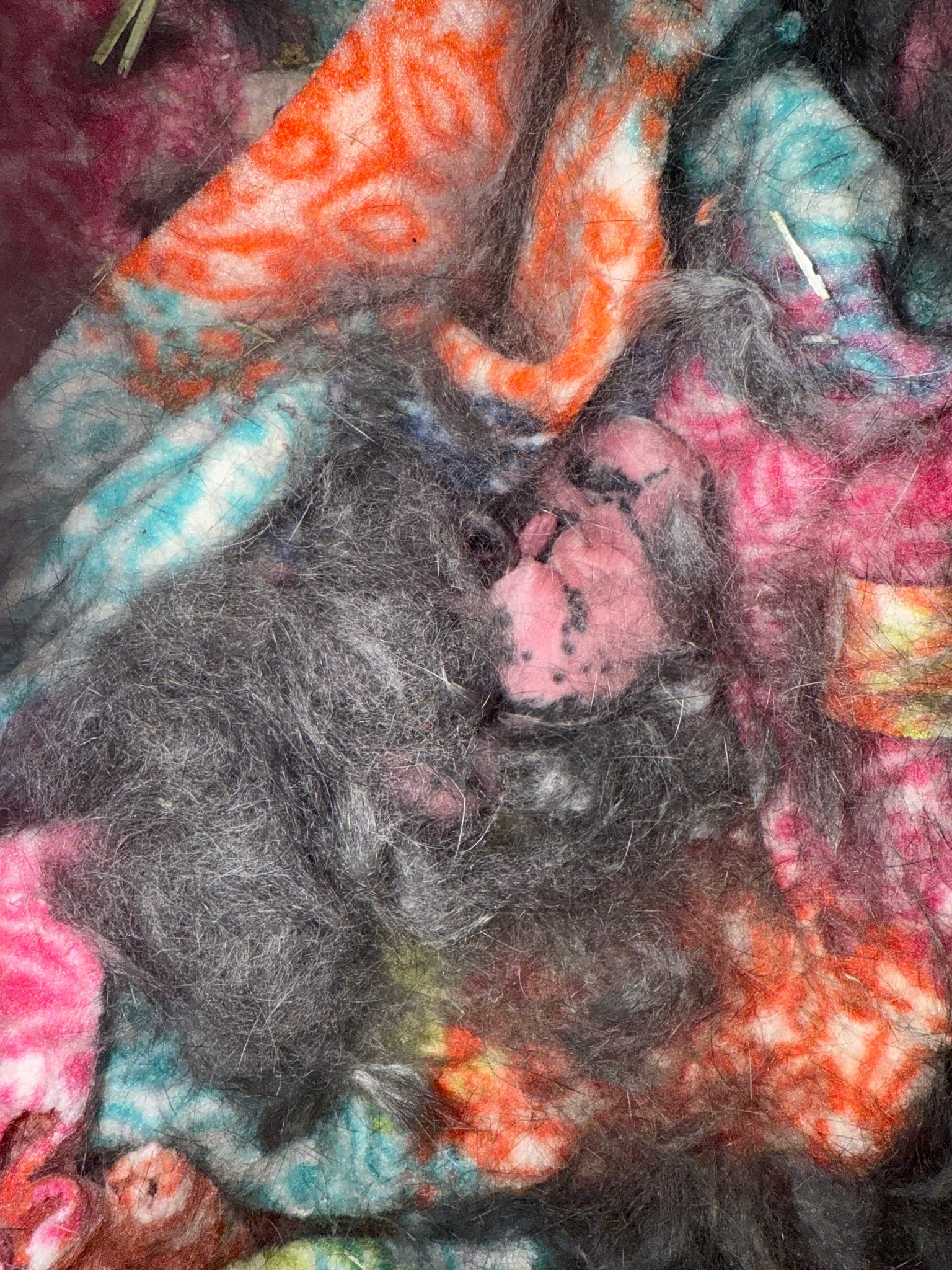 Snickerdoodles' Rabbit Rescue & Pet Loss Support