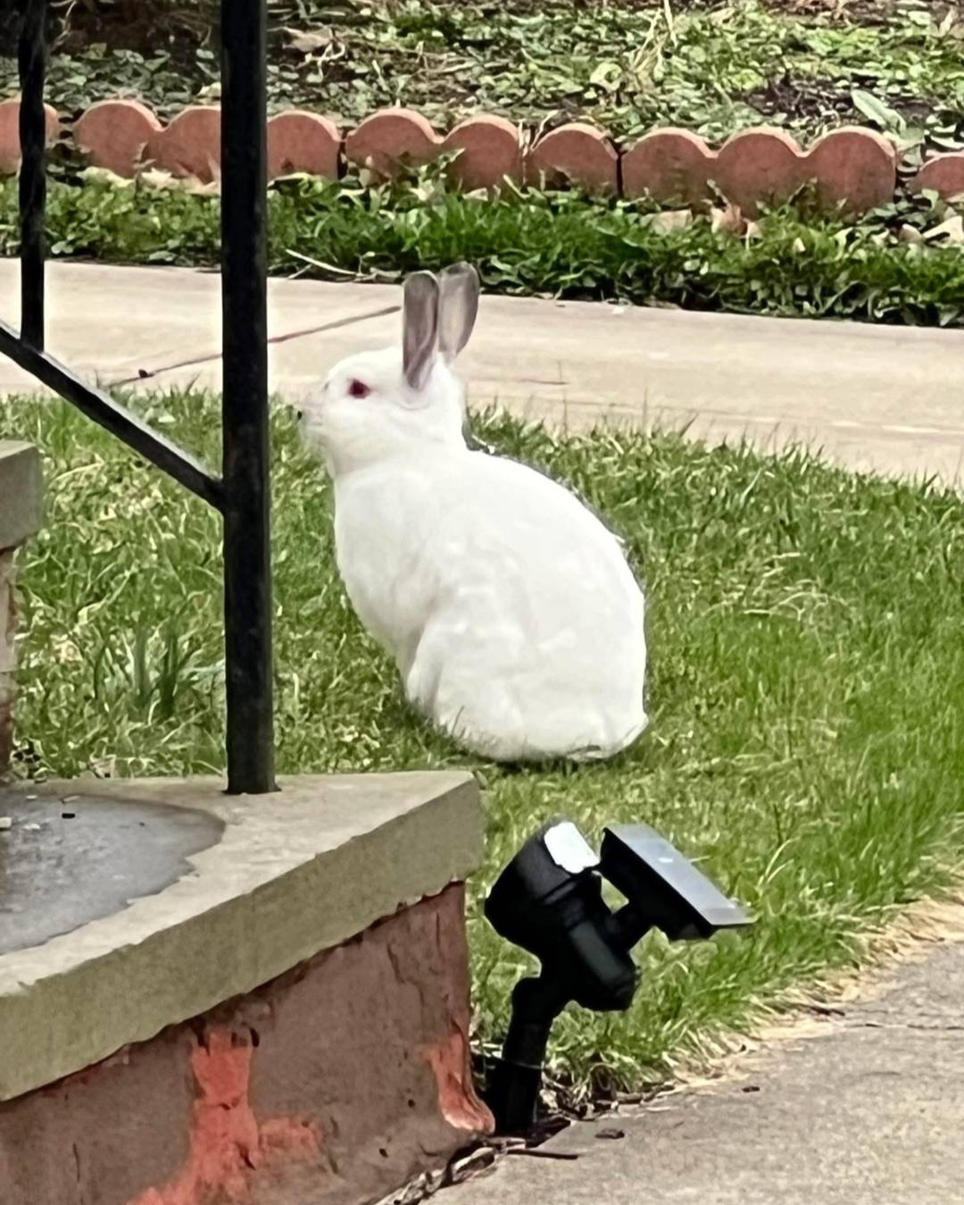 Snickerdoodles' Rabbit Rescue & Pet Loss Support