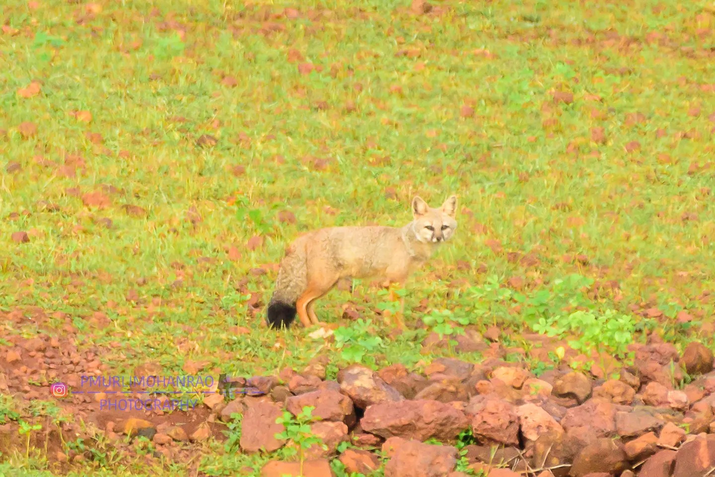The Bengal fox, also known as... - Pasupuleti Murli Mohan Rao
