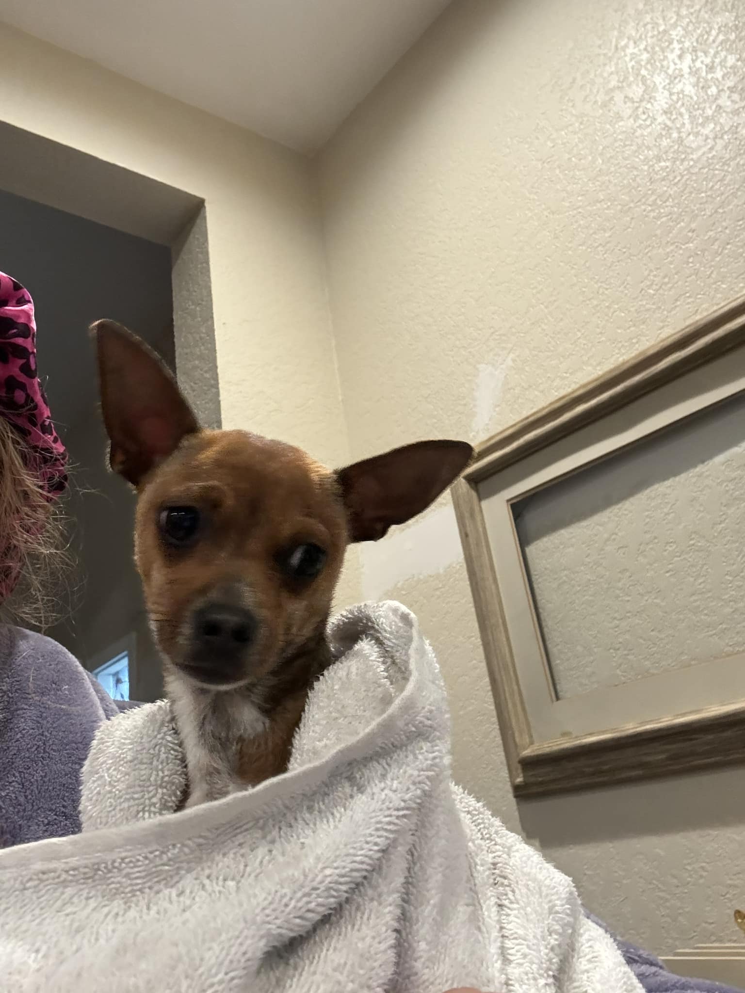 Wyandotte County KS Lost And Found Pets | Deceased male on 63rd and ...