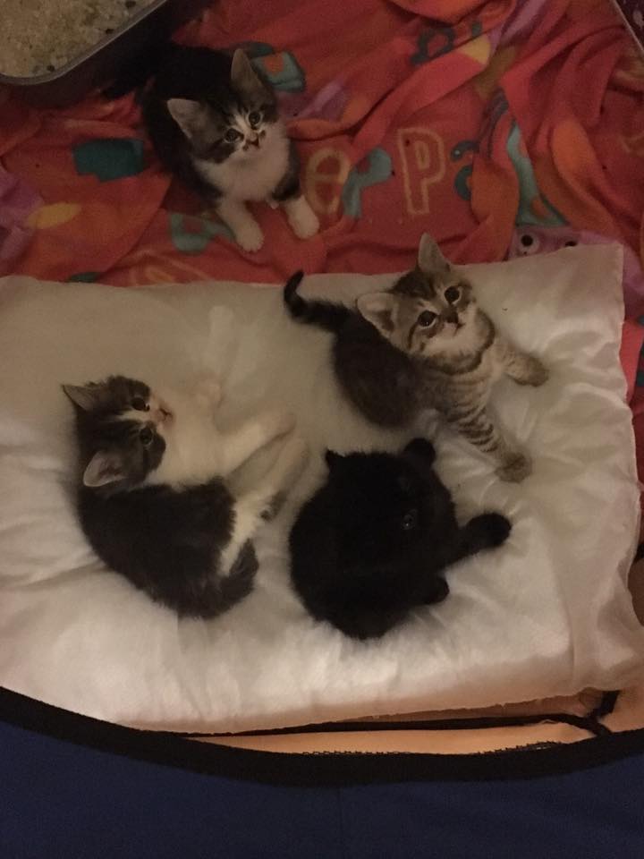 Springfield Cattery | Orsett