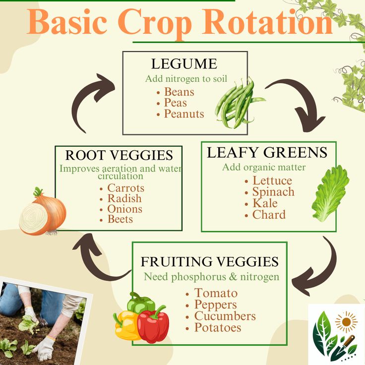 Vertical - a basic crop rotation system designed to optimize soil ...