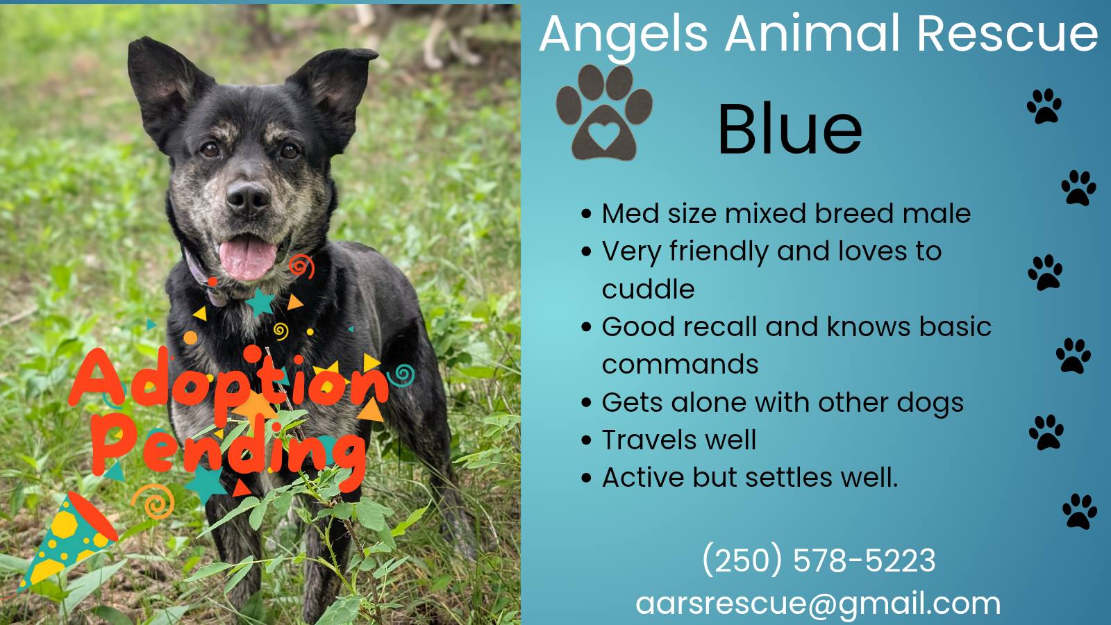 Angel's - Adoption pending | Facebook